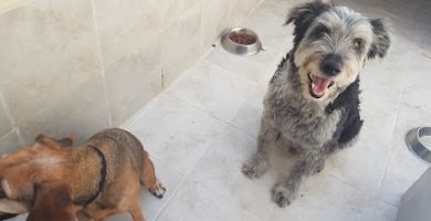Residencias Caninas en Orihuela Costa 3 Digs 4 Dogs en Orihuela Costa
