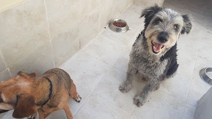 Digs 4 Dogs en Orihuela Costa