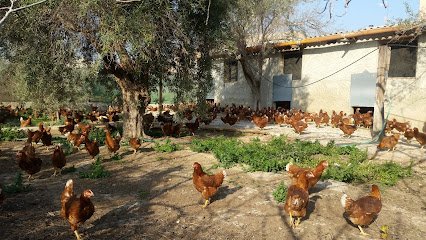 Granja AvíCola El SacristáN 1 Granja AvíCola El SacristáN en Orihuela Costa