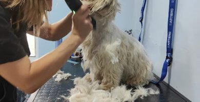 Peluquería Canina en Orihuela Costa 5 I Love Dog Wash Orihuela Costa en Orihuela Costa