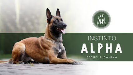 Instinto Alpha | Adiestrador Canino | FormacióN Perros Seguridad Elche en Orihuela Costa