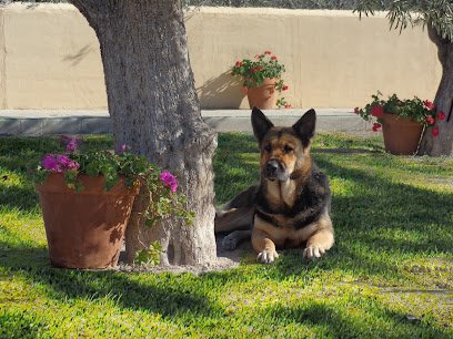Ngorong-Ngorong Centro Canino en Orihuela Costa